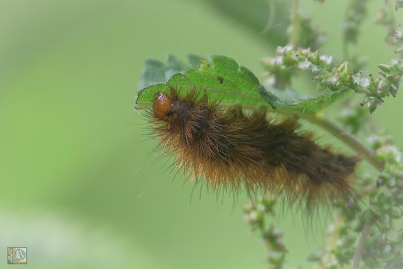 a hairy caterpillar 