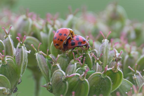 Two ladybirds making more ladybirds