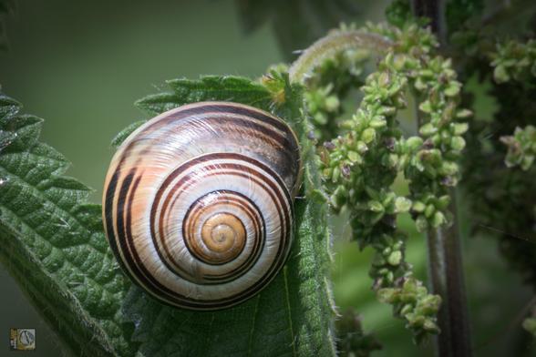 Beautiful pattern of a snail on a nettle