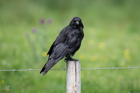 a large corvid perched on a post 