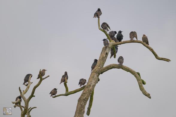 many starling on a leafless tree against a grey sky