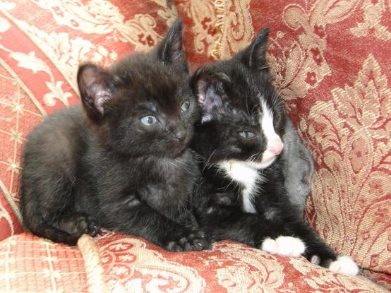 Two male kittens on the couch, one all black except for a tiny white patch on his chest (Frodo) - and a tuxedo cat, originally named Dread Pirate, but was later renamed to Tucker.

Both, despite being brutally starved, grew up to be enormous beasts.