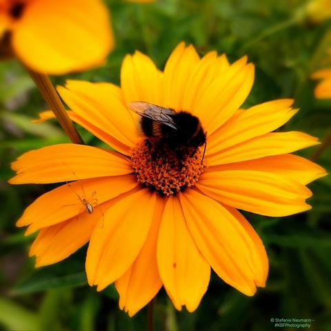 A bumblebee and a little spider resting on a yellow Heliopsis flower.