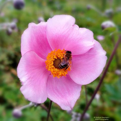 A honeybee on the yellow stamen of a Japanese anemone flower with pink petals.