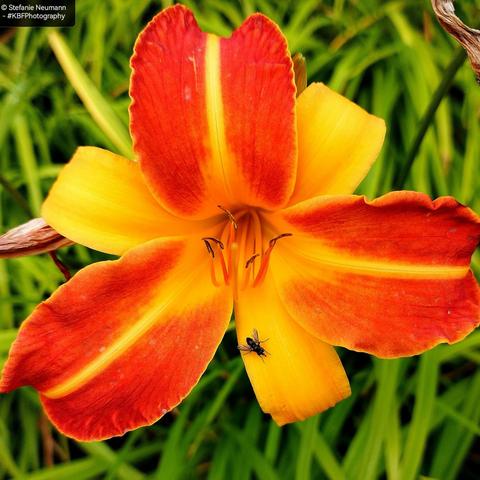 A tiny fly rests on a daylily flower with three yellow and three orange petals.