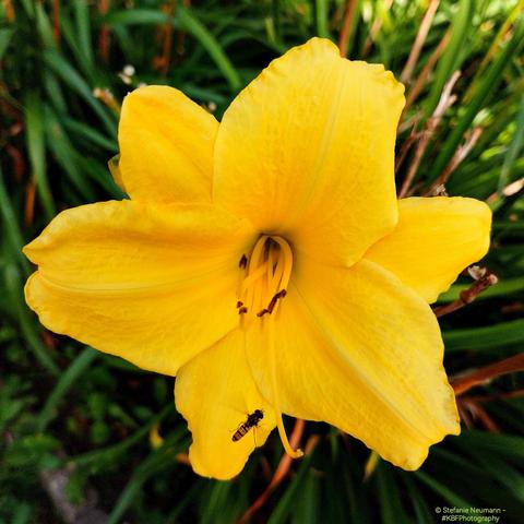A hoverfly visits a yellow daylily flower.