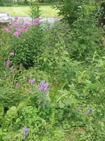 Purple, blue, pink, and white salvia in the foreground. Pink phlox and false sunflower next. One cardinal flower just starting out, and a globe thistle taking its sweet ass time.