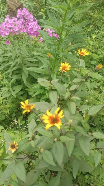Closer view of the heliopsis and phlox.