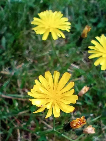 Three yellow daisies with yellow centres, growing in a green lawn. 
The flower on the right hand side is halfway out of the frame.