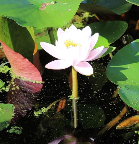 A single pale pink lotus surrounded by green lily pads.