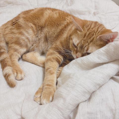 眠たげなベージュとオレンジのしま模様の猫が写っている