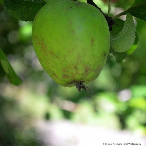 A ripening green apple.