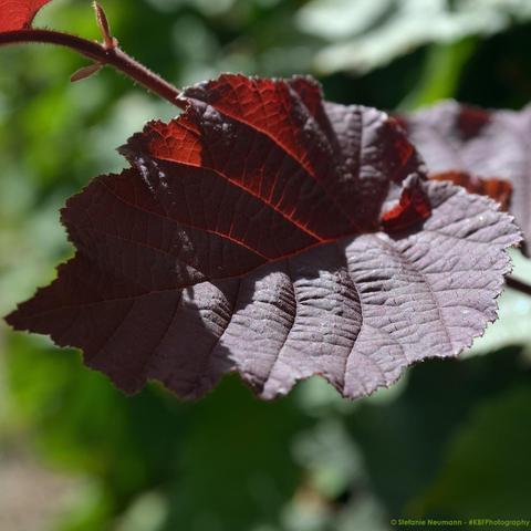A dark red leaf.