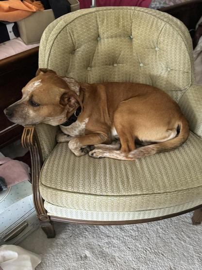 A brown dog with white markings is curled up on a green patterned armchair. Various items are scattered around the chair.