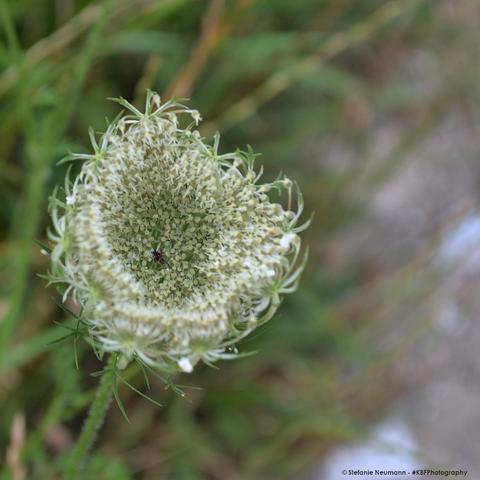 Flower umbel of Queen Anne's lace (Daucus carota).
