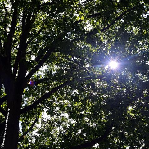 The sun shining through an oak canopy.