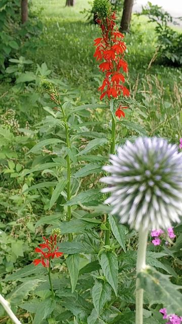 Globe thistle in the foreground, cardinal flowers are brilliant behind it 