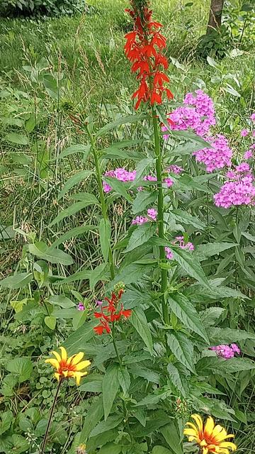 Cardinal flower takes center stage at the top and bottom of frame. Heliopsis along the bottom as well with pink phlox sprinkled in the center. With all of these photos there is lots of green foliage in the background. Milkweeds, two foot grasses, and yes, weeds.