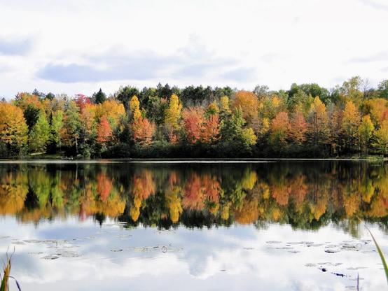 Ahorn-, Eichen- und Birkenbäume spiegeln sich im See, während sich im Herbst ihre Blätter verfärben.