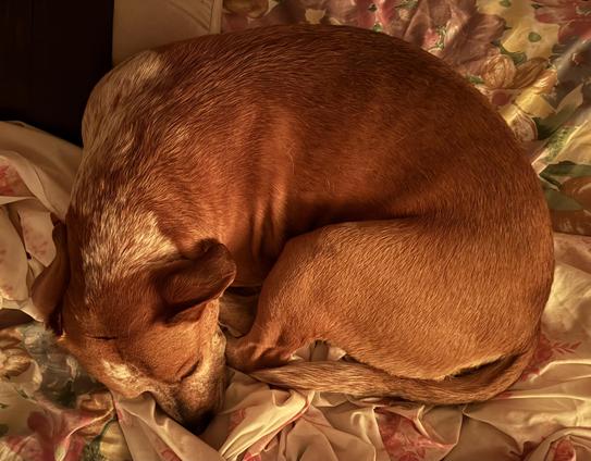 A dog curled up asleep on a bed with floral sheets.