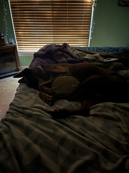 Red and rust Doberman with her natural ears up to look like cropped ones, holding her hamburger squeaky toy, asleep on a bed.