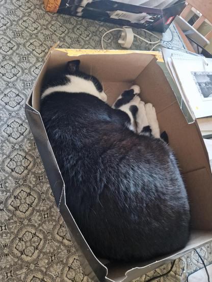 A large black and white tuxedo cat sleeping curled up like a shrimp in the bottom half of the box for a Lego tuxedo cat - the top half can be seen in the background
