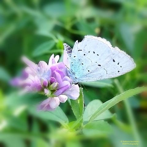 A gossammer-winged butterfly, probably a holly blue, on a purple flower.
