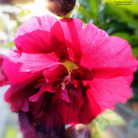 A red hollyhock flower, backlit by the evening sun.