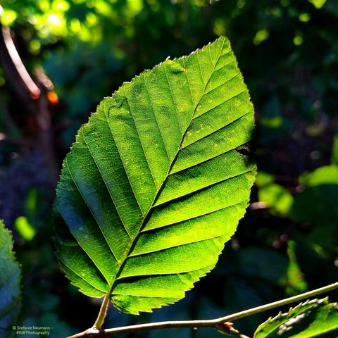 A beech leaf, backlit by the evening sun.