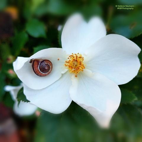 A little white-lipped or grove snail inside a rose flower with five white petals and yellow stamen.