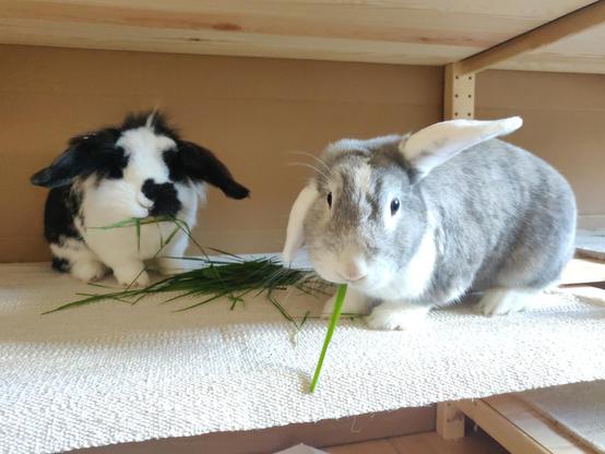 Zwei kaninchen sitzen in einem Regalfach und mümmeln gras das zwischen ihnen liegt und schauen dabei in die Kamera