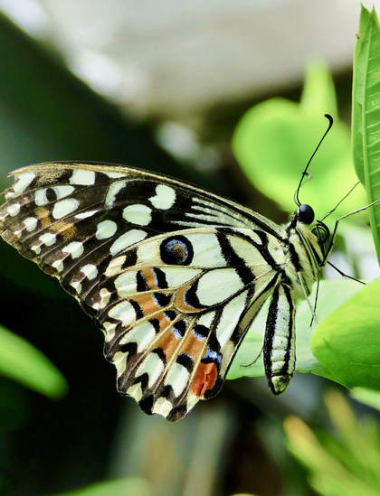 The lime butterfly has a striking appearance with black wings adorned with yellow spots and white patches, and a vibrant orange spot on the lower hind wings.