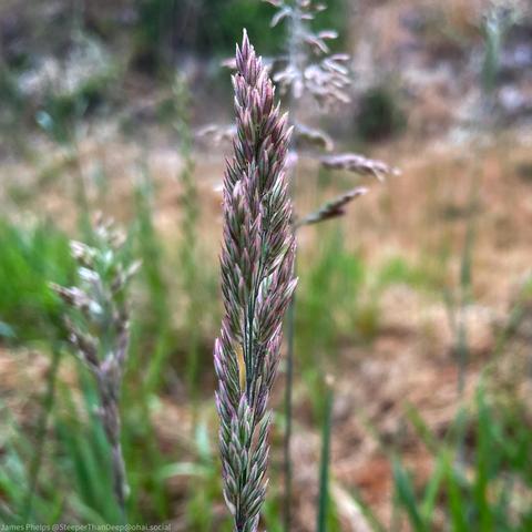 The image features a close-up of a wild grass flower spike (Velvetgrass). The flower spike is elongated and tightly packed with small, pointed spikelets that are light purple and green. The background is blurred, showing shades of green and brown, resembling a meadow or field with grass and other vegetation. The focus is on the intricate details of the grass flower spike, highlighting its texture and colors.