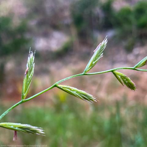 The image shows a close-up of a slender grass stem (Ryegrass) with small, spaced-out spikelets along its length. The spikelets are green with hints of light purple at the tips. The background is blurred, featuring a mix of green and brown shades, typical of a natural field or meadow. The focus is on the delicate structure of the grass stem and its spikelets, highlighting their fine details and subtle colors.