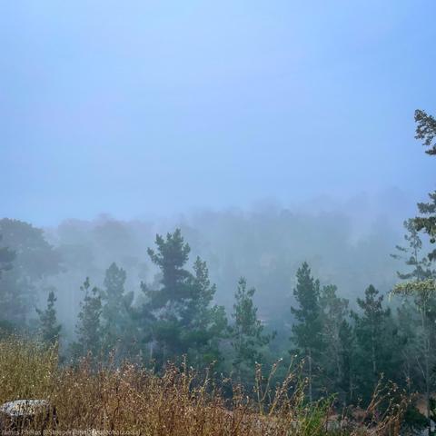 The image depicts a foggy landscape with tall pine trees partially obscured by the mist. The foreground shows dry grass and wild plants, while the background fades into a soft, hazy blue due to the dense fog. The overall scene conveys a serene, tranquil atmosphere with limited visibility, emphasizing the mysterious and quiet nature of the foggy environment.
