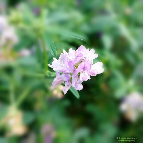 A lilac-coloured alfalfa flower.