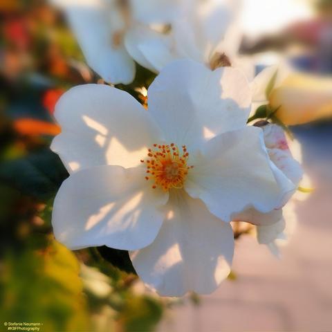 A rose with five white petals and yellow stamen. Golden evening sun backlights the flower.