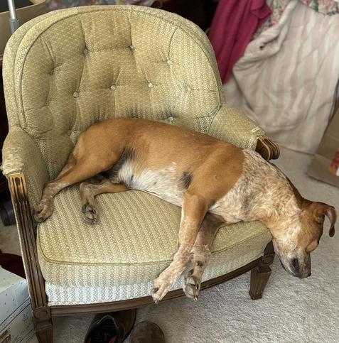 A brown dog is sleeping sprawled on a green armchair, with its head and front paws hanging off the seat.