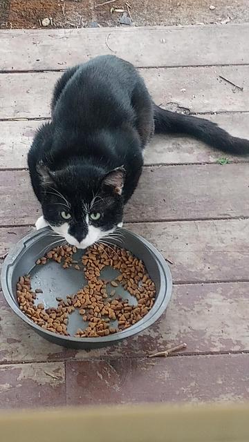 Tuxedo cat looking up from the dry food dish on the front porch. 