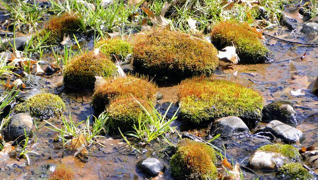 Rotes und grünes Moos auf abgerundeten Felsen, mit Graszweigen, die im fließenden Wasser wachsen.