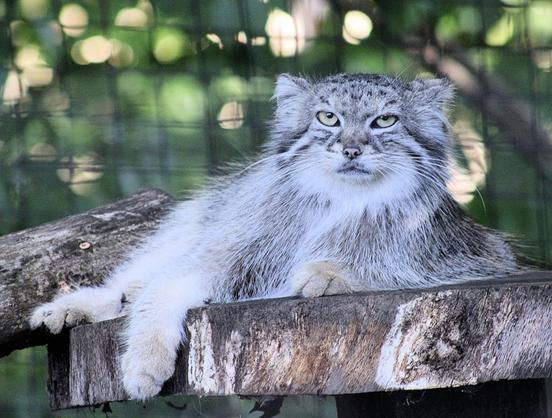 Pallas's Cat Akar is lounging on a round wooden platform.