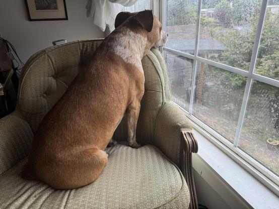 A dog sits on an armchair, looking out a window.