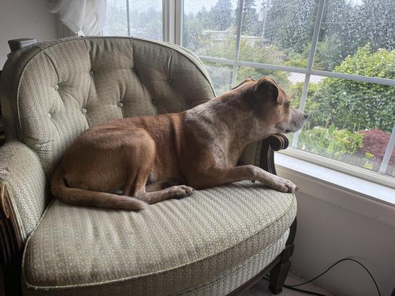 A dog laying on an armchair, looking out of a window. The window shows a garden with some greenery and trees outside.