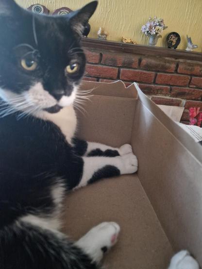 A black and white tuxedo cat on his side in a cardboard box, with his head upright. His front paws are neatly pushed into one corner of the box.