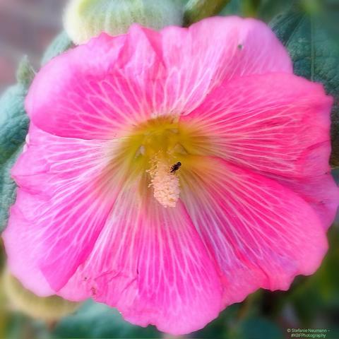 A little black insect on the yellow stamen of a pink hollyhock.