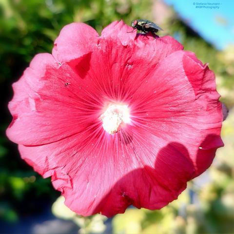 A green bottle fly sitting on a red hollyhock with yellow stamen.