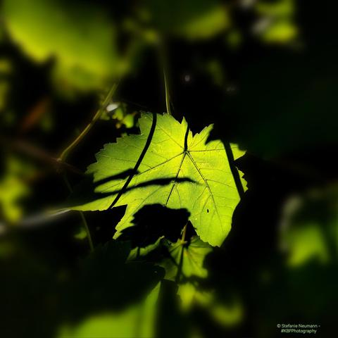 A backlit maple leaf.