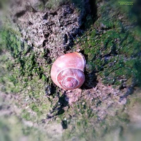 A brown grove snail.