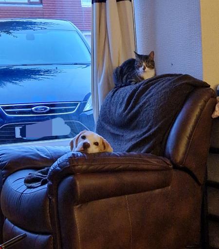 A photograph of Forest, a tan and white beagle, slumped over the arm of a brown leather armchair, while Pickle, a tabby cat, is perched on the back of the armchair. Both a looking at the camera, Forest with weary resignation, Pickle with an expression of wary malice