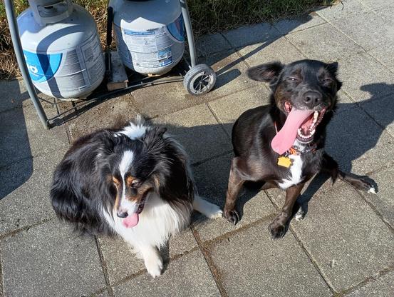 Tricolor Sheltie and black lab mix both 